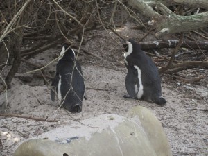 Pinguine bei Simonstown