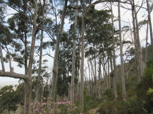 Alientrees: Eukalyptus aus Australien 