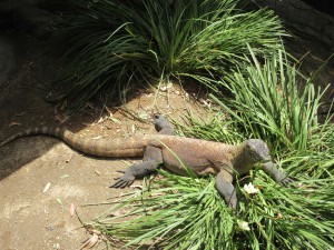 Komodowaran, Taronga Zoo,7.1.16