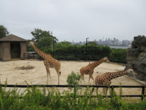 Giraffen in der Großstadt