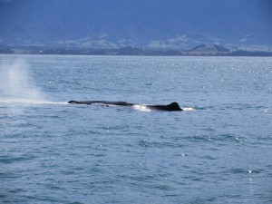Kaikoura, Whale Watching, 22.3.16