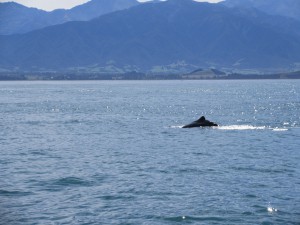 Whale Watching, Kaikoura, 22.3.16